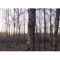 采伐设计如何应对不同土地类型和地形条件的挑战？