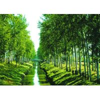 林业调查如何制定有效的调查计划？